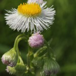 034.はるじおん春紫苑）Erigeron philadelphicus_0 (2)