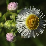 034.はるじおん春紫苑）Erigeron philadelphicus_0 (3)