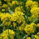 せいようあぶらな（西洋油菜）Brassica napus_0 (2)