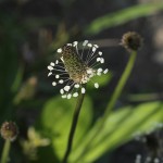 044.へらおおばこ（箆大葉子）Plantago lanceolata_0 (4)