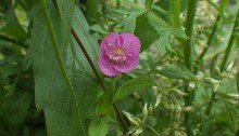 あかばなゆうげしょう（赤花夕化粧）Oenothera rosea_0 (2)