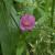 あかばなゆうげしょう（赤花夕化粧）Oenothera rosea_0 (2)
