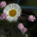 034.はるじおん春紫苑）Erigeron philadelphicus_0 (1)