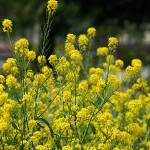 せいようあぶらな（西洋油菜）Brassica napus_0 (3)