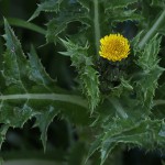 はるのげ（春野芥子）Sonchus oleraceus_0 (4)