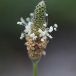 044.へらおおばこ（箆大葉子）Plantago lanceolata_0 (5)