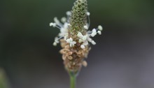 044.へらおおばこ（箆大葉子）Plantago lanceolata_0 (5)