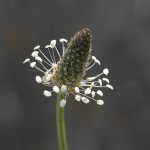 044.へらおおばこ（箆大葉子）Plantago lanceolata_0 (1)