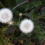 はるのげ（春野芥子）Sonchus oleraceus_0 (2)