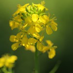 せいようあぶらな（西洋油菜）Brassica napus_0 (4)