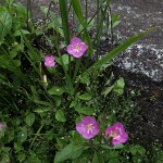 あかばなゆうげしょう（赤花夕化粧）Oenothera rosea_0 (1)