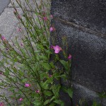 あかばなゆうげしょう（赤花夕化粧）Oenothera rosea_0 (3)