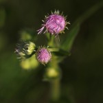 034.はるじおん春紫苑）Erigeron philadelphicus_0 (4)