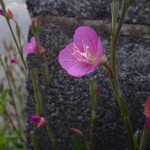 あかばなゆうげしょう（赤花夕化粧）Oenothera rosea_0 (4)