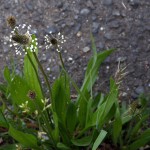 044.へらおおばこ（箆大葉子）Plantago lanceolata_0