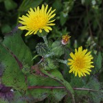 はるのげ（春野芥子）Sonchus oleraceus_0 (1)