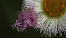 034.はるじおん春紫苑）Erigeron philadelphicus_0