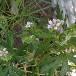 アメリカふうろ （亜米利加風路）Geranium carolinianum_0 (1)