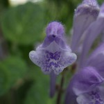 051.こばのたつなみ（小葉の立浪）Scutellaria indica var. parvifolia_2