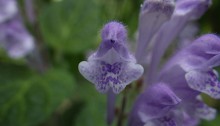 051.こばのたつなみ（小葉の立浪）Scutellaria indica var. parvifolia_2