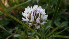 しろつめくさ（白詰草赤詰草）Trifolium repens_0