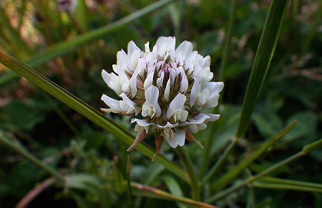 しろつめくさ（白詰草赤詰草）Trifolium repens_0