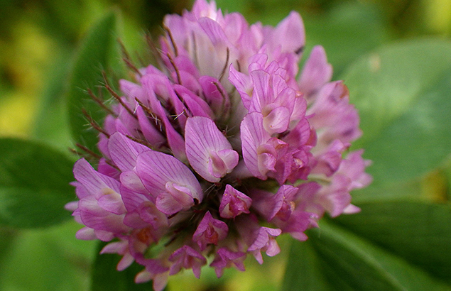 あかつめくさ （赤詰草、紫詰草）Trifolium pratense_0 (1)