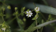 のみのつづり（蚤の綴り）Arenaria serpyllifolia_0 (2)