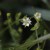 のみのつづり（蚤の綴り）Arenaria serpyllifolia_0 (2)