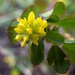 こめつぶつめくさ（米粒詰草）Trifolium dubium_0 (4)