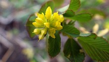 こめつぶつめくさ（米粒詰草）Trifolium dubium_0 (4)