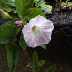 ひるがお（昼顔）Calystegia japonica_0 (3)