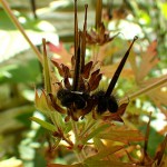 アメリカふうろ （亜米利加風路）Geranium carolinianum_0 (4)