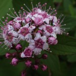 しもつけ（下野）Spiraea japonica_0 (2)