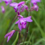 しらん（紫蘭）Bletilla striata_0 (1)