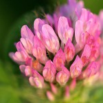 あかつめくさ （赤詰草、紫詰草）Trifolium pratense_0 (3)