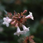 はなぞのつくばねうつぎ（花園衝羽根空木）Abelia × grandiflora_0 (2)