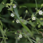 のみのつづり（蚤の綴り）Arenaria serpyllifolia_0 (1)