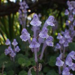 051.こばのたつなみ（小葉の立浪）Scutellaria indica var. parvifolia_1