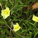 まつよいぐさ（待宵草）Oenothera odorata_0 (1)