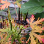 アメリカふうろ （亜米利加風路）Geranium carolinianum_0 (3)