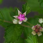 なわしろいちご（苗代苺）Rubus parvifolius_0_1