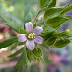 アメリカふうろ （亜米利加風路）Geranium carolinianum_0