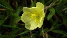 まつよいぐさ（待宵草）Oenothera odorata_0