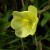 まつよいぐさ（待宵草）Oenothera odorata_0