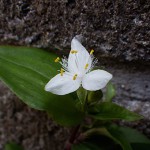 ときわつゆくさ（常磐露草）Tradescantia fluminensis_0 (3)