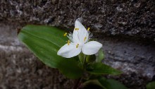 ときわつゆくさ（常磐露草）Tradescantia fluminensis_0 (3)