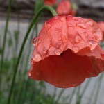 052.ながみひなげし（長実雛芥子）Papaver dubium_0 (1)