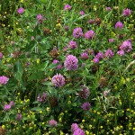 あかつめくさ （赤詰草、紫詰草）Trifolium pratense_0 (4)