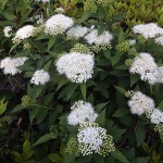 しもつけ（下野）Spiraea japonica_0 (5)